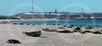 Robben/Seehunde