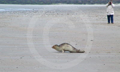 Robben/Seehunde