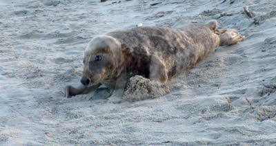 Robben/Seehunde