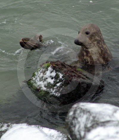 Robben/Seehunde